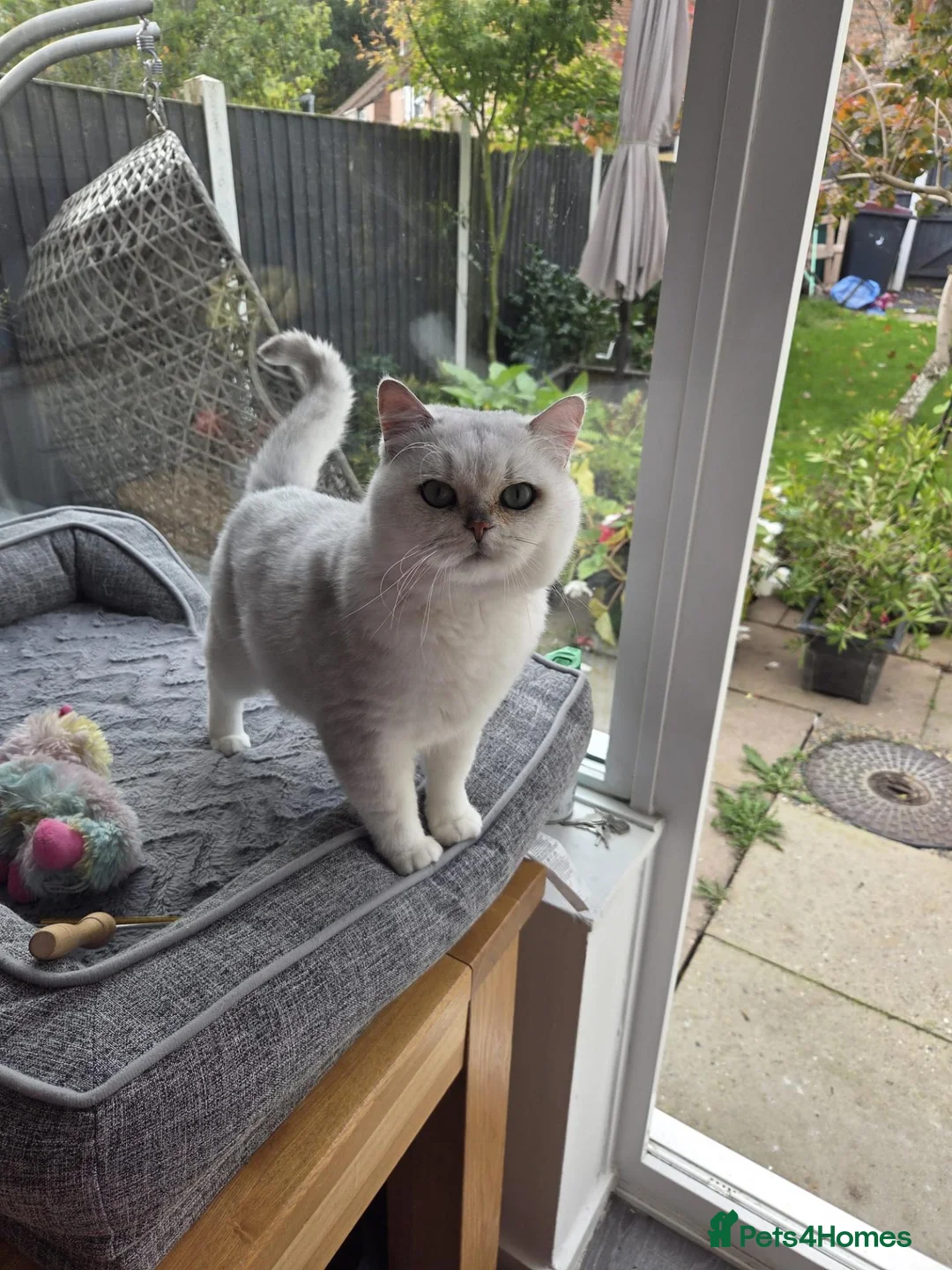 British Shorthair cats for sale: Beautiful GCCF Pedigree British S Hair Silver Male - Advert 1