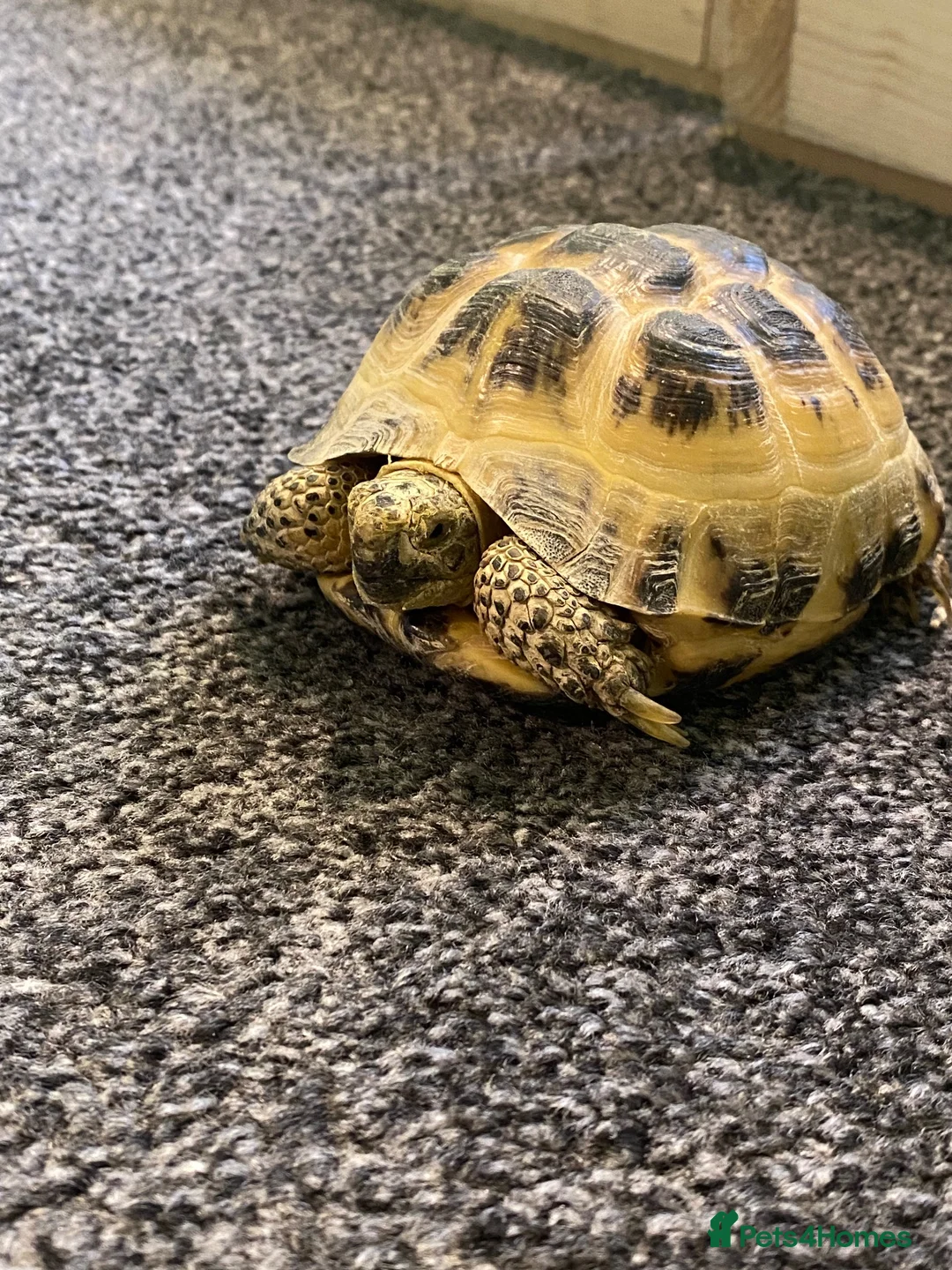 Tortoise reptiles for sale: Horsefield Tortoises in Forfar - Advert 5