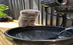British Shorthair cats for sale: Chester - 🏆Champion bloodline GCCF reg. pedigree kittens - Image 21