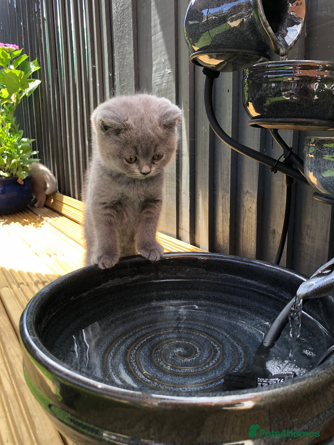 British Shorthair cats for sale: Chester - 🏆Champion bloodline GCCF reg. pedigree kittens - Image 21