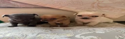 Chihuahua dogs for sale: Chihuahua puppies for sale - Advert 3