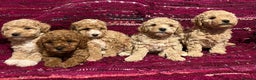Poochon dogs for sale: F1B Poochon puppies - Advert 2