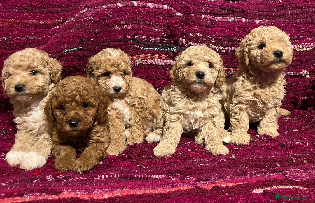 Poochon dogs for sale: F1B Poochon puppies - Advert 2