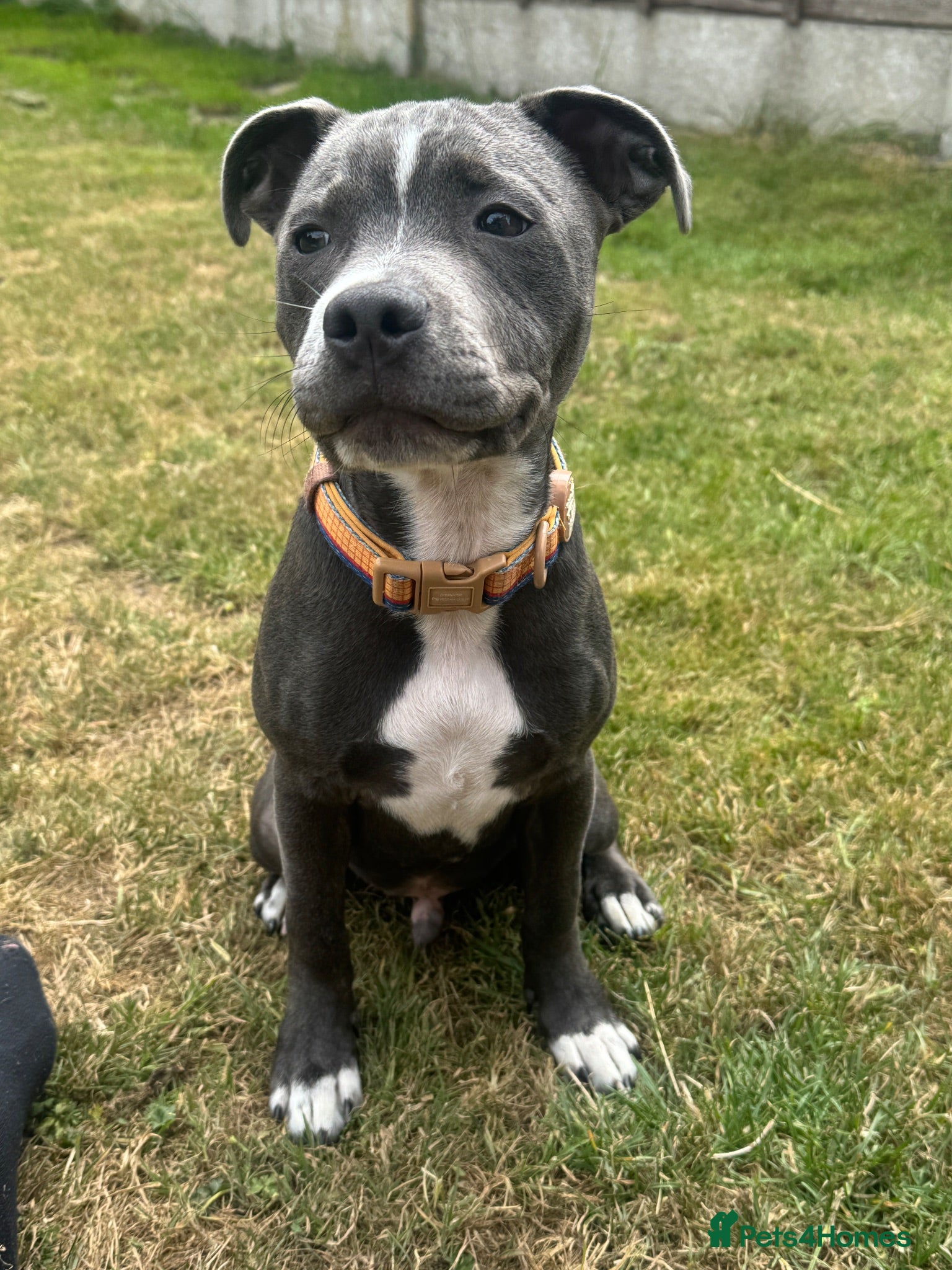 Staffordshire Bull Terrier dogs Staffordshire bull terrier puppy 20weeks old  - Advert 17