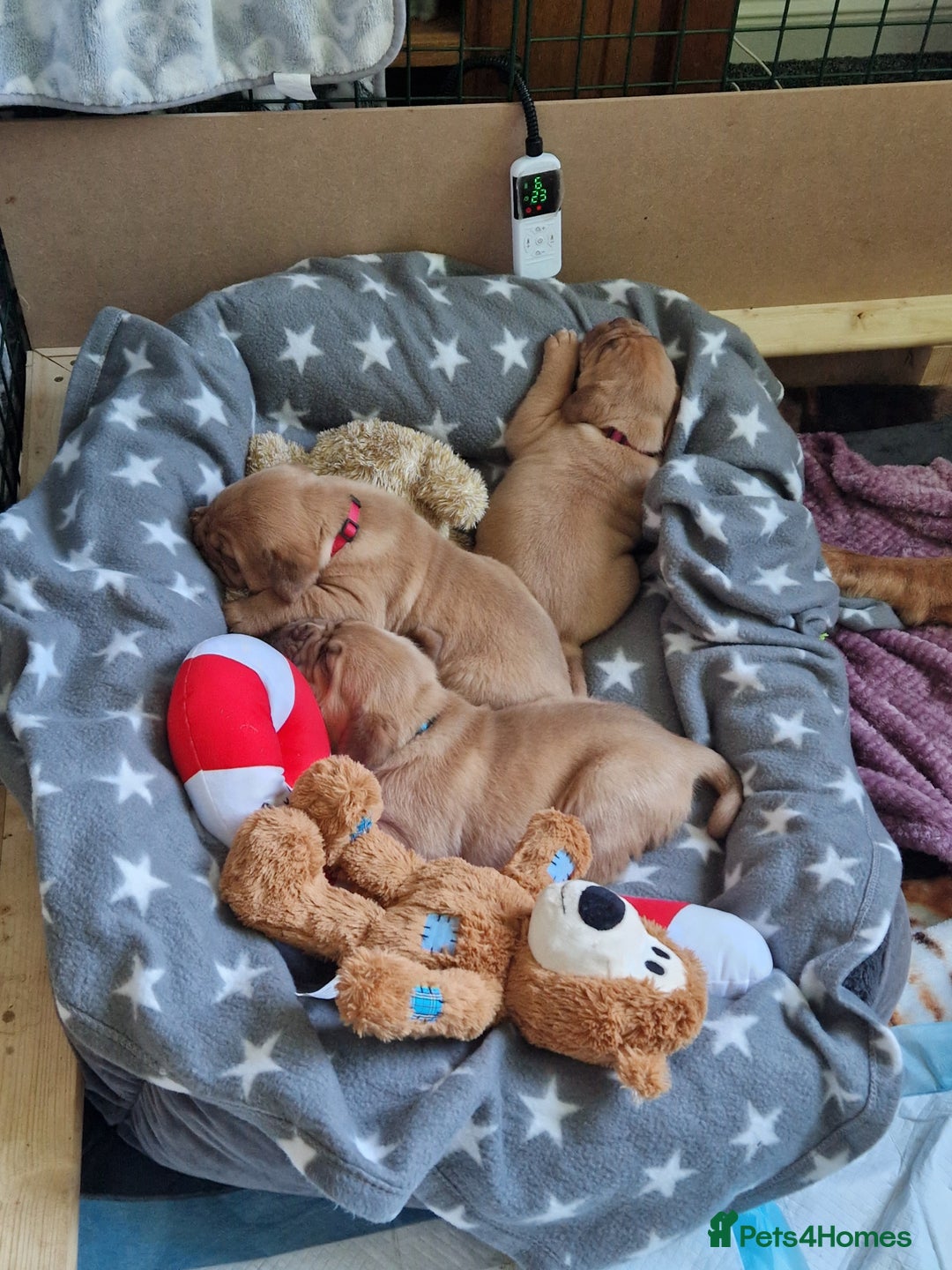 Dogue De Bordeaux dogs for sale: 4 week Douge de Bordeaus puppy  - Advert 4