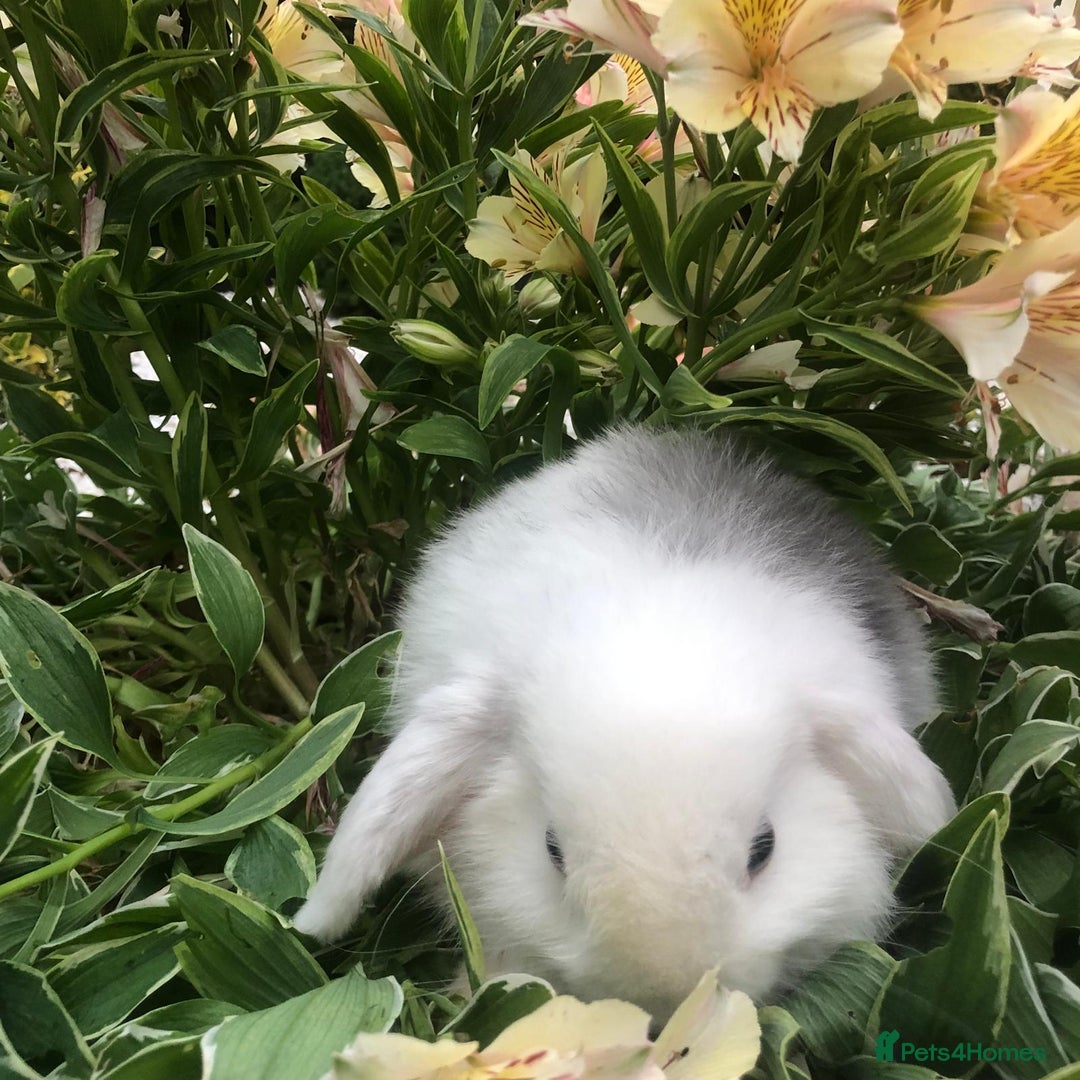 Mini Lop rabbits for sale: gorgeous friendly mini lops £75 - Image 4