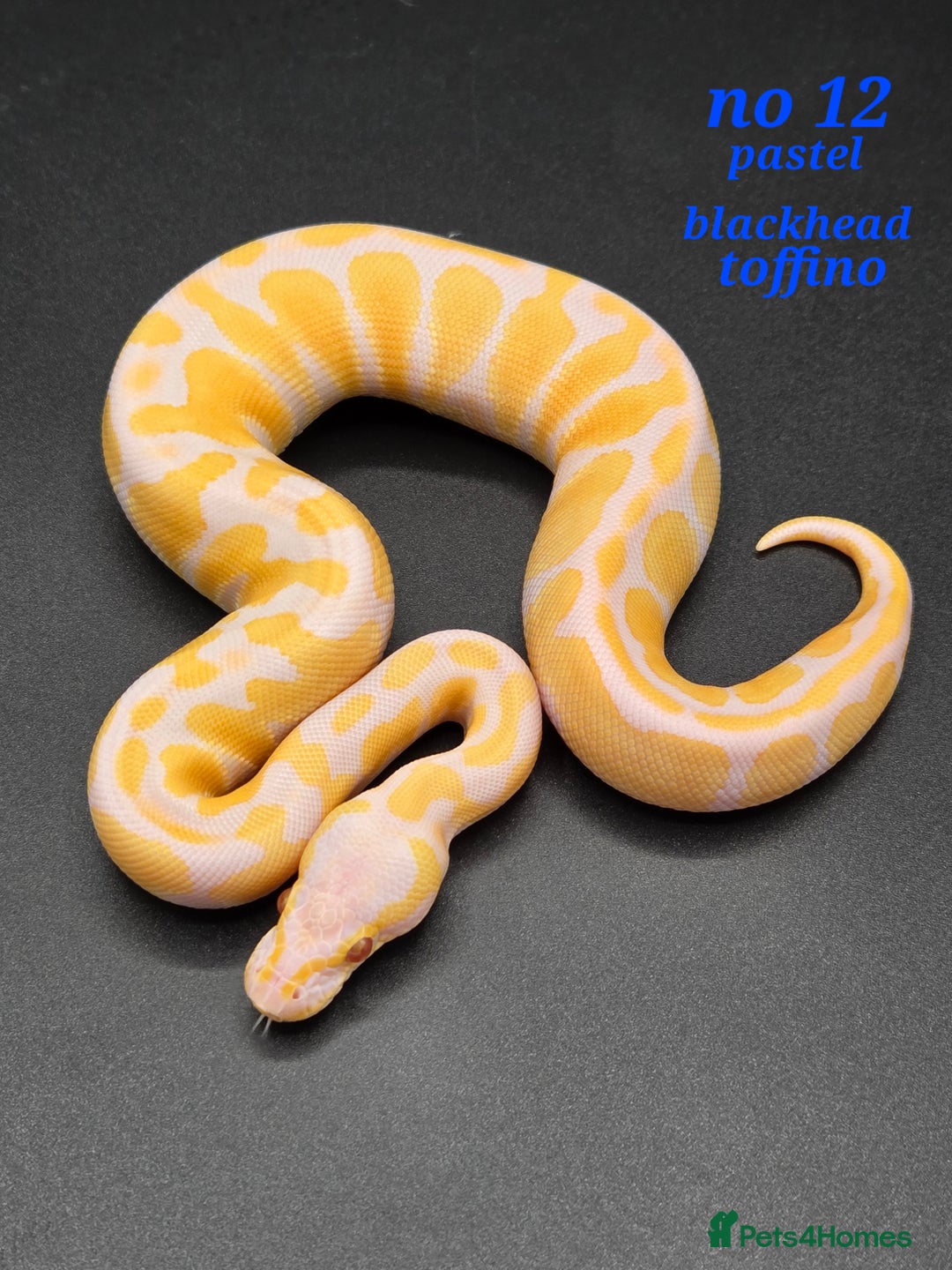 Python Snake reptiles for sale: Various ball python's  - Image 18