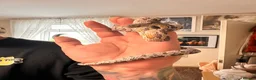 Corn Snake reptiles for sale: Female corn snake - Advert 7