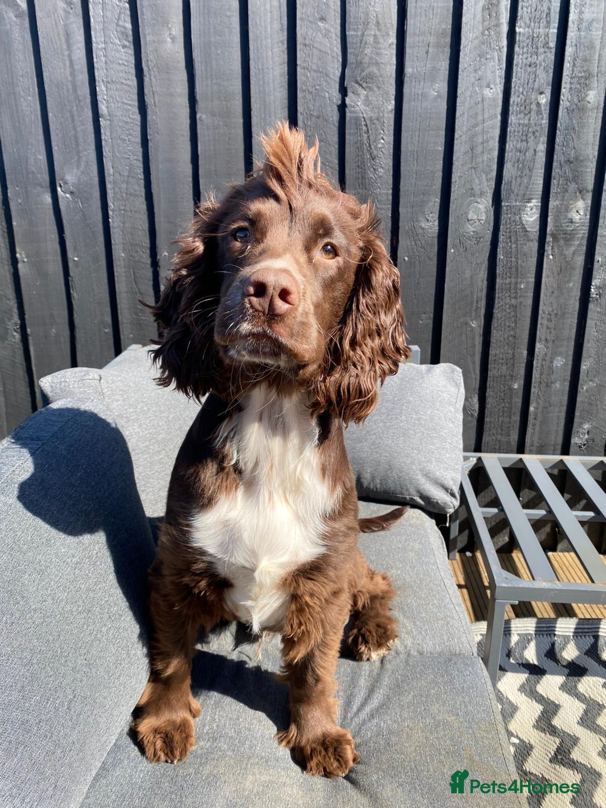 Cocker Spaniel dogs Beautiful little boy named River - Advert 1