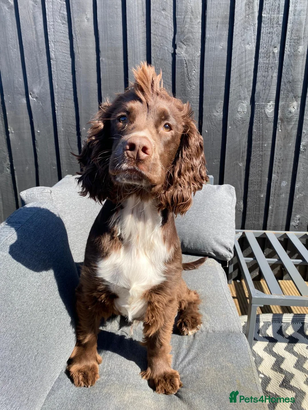 Cocker Spaniel dogs for sale: Beautiful little boy named River - Advert 1