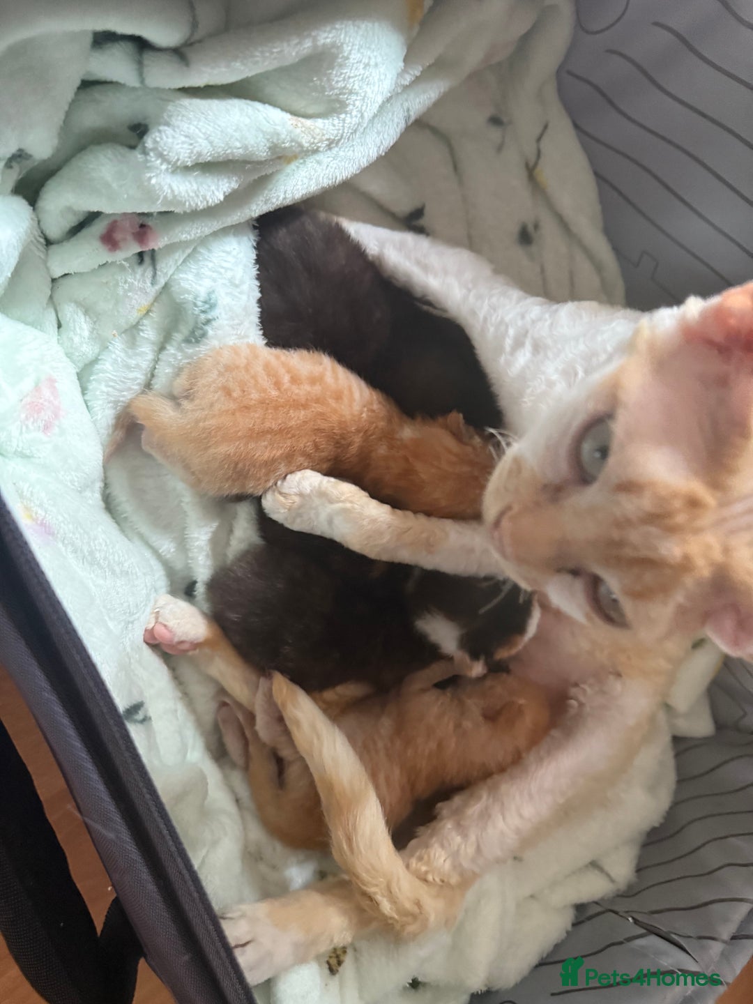 British Shorthair cats for sale: Gccf reg Cheeky British x Devon Rex kittens - Image 9