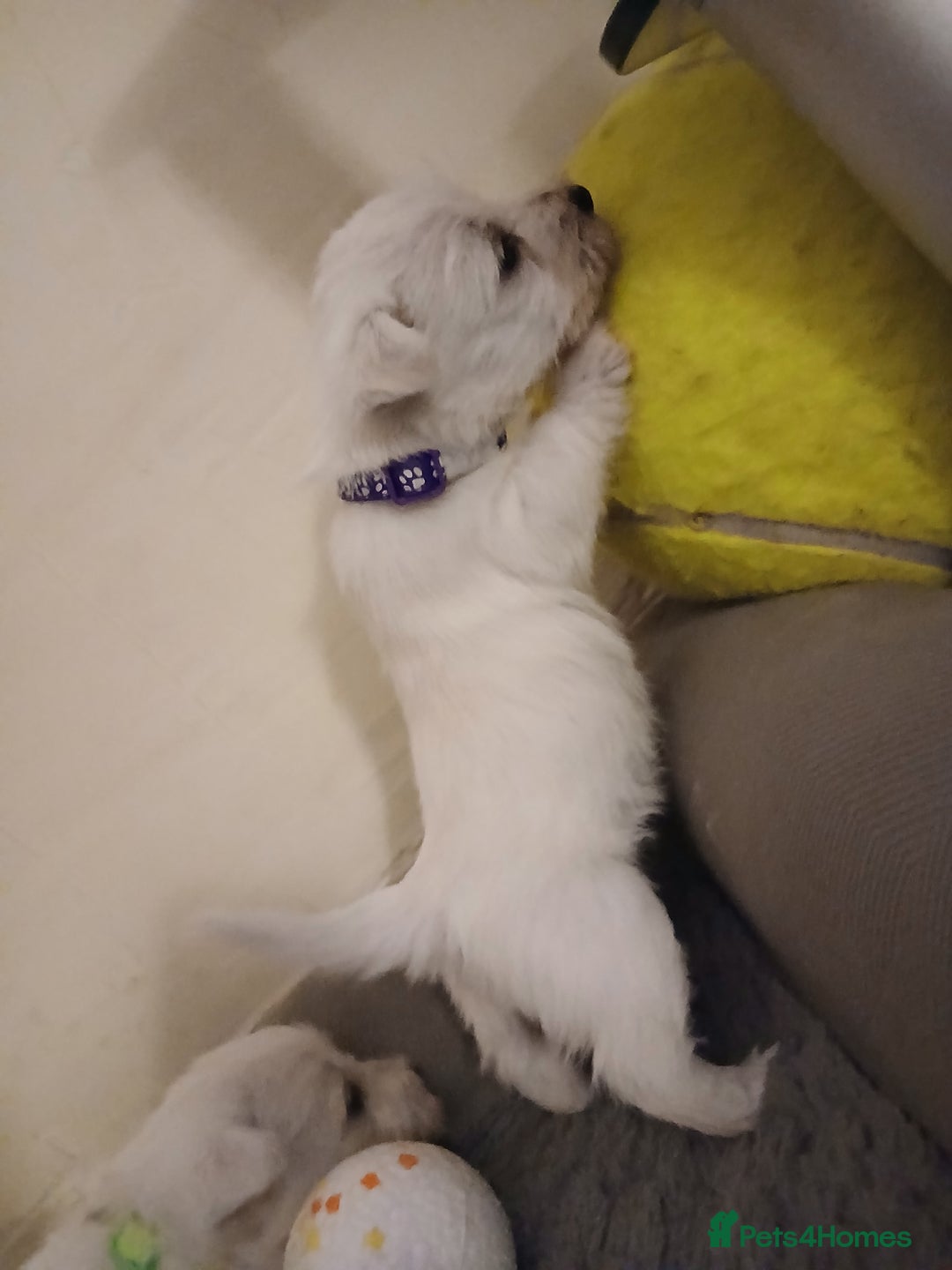 West Highland Terrier dogs for sale: 3 beautiful Westie pups - Advert 11