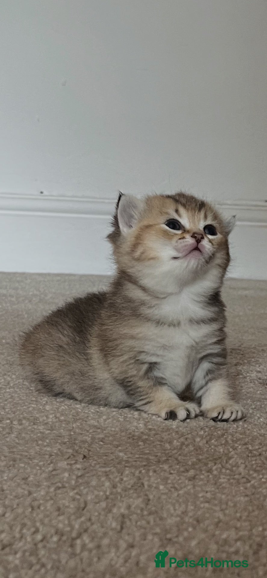 British Shorthair cats ACTIVE GCCF GOLDEN NY12 and BLUE GOLDEN AY12  - Advert 2