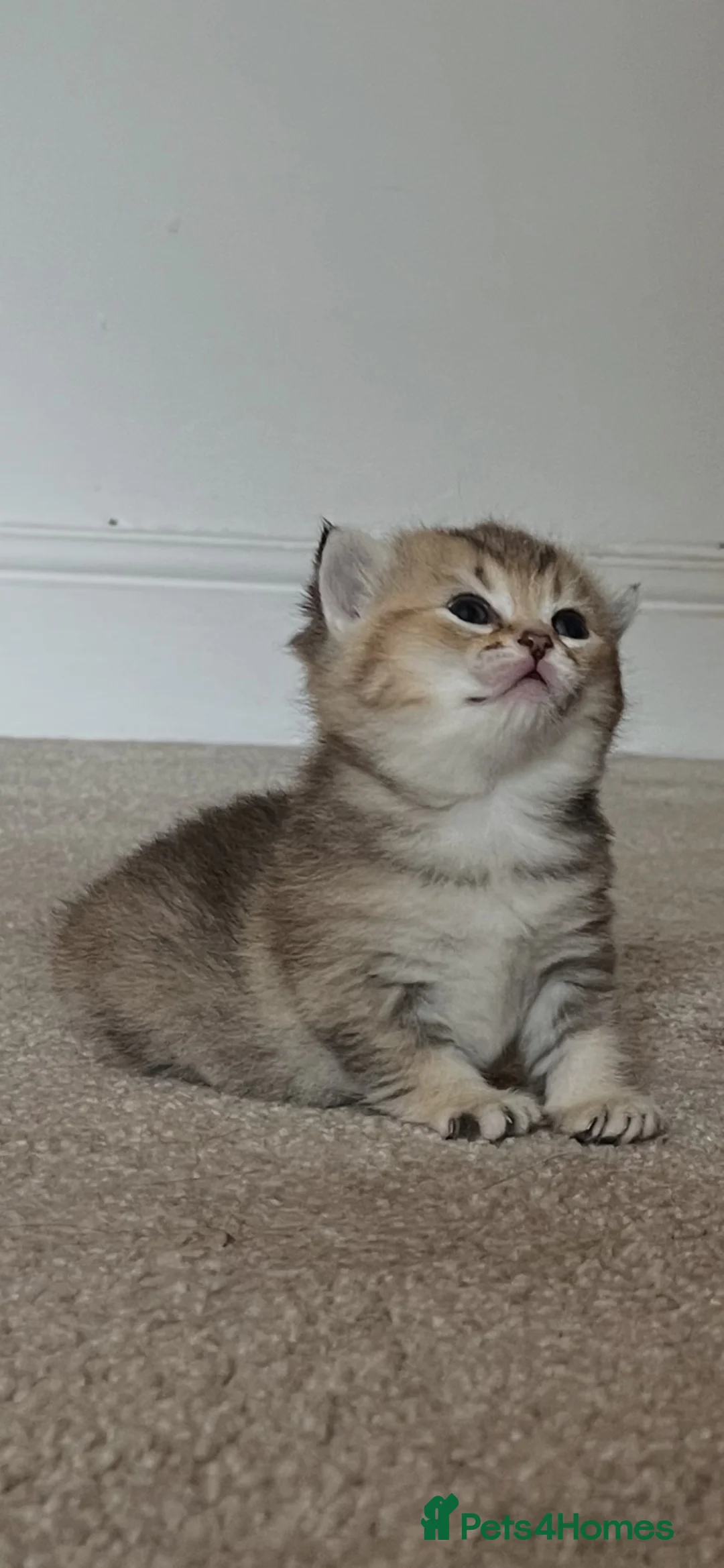 British Shorthair cats for sale: Golden colourpoint last one. - Advert 2