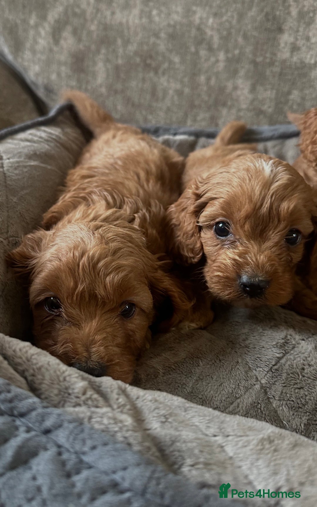 Cavapoo dogs for sale: Fully health tested Cavapoos’s  - Advert 15