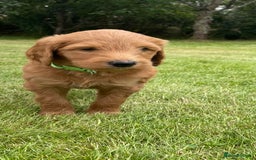 Australian Labradoodle dogs for sale: Australian Labradoodle puppies  - Image 13