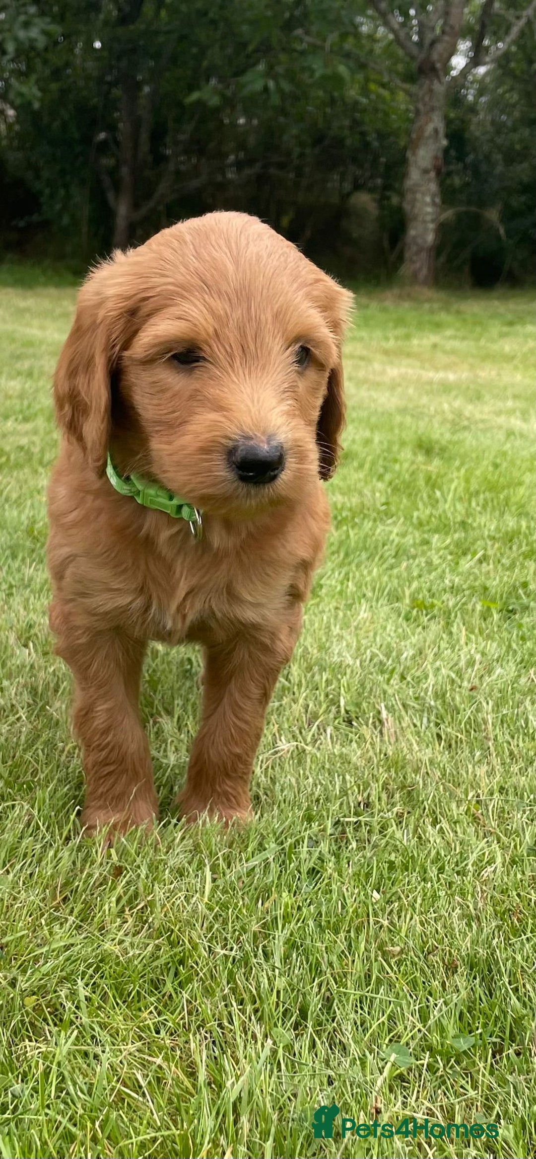 Australian Labradoodle dogs for sale: Australian Labradoodle puppies  - Image 13