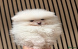 Pomeranian dogs for sale: Boy left! High quality KC reg from imported lines - Image 6
