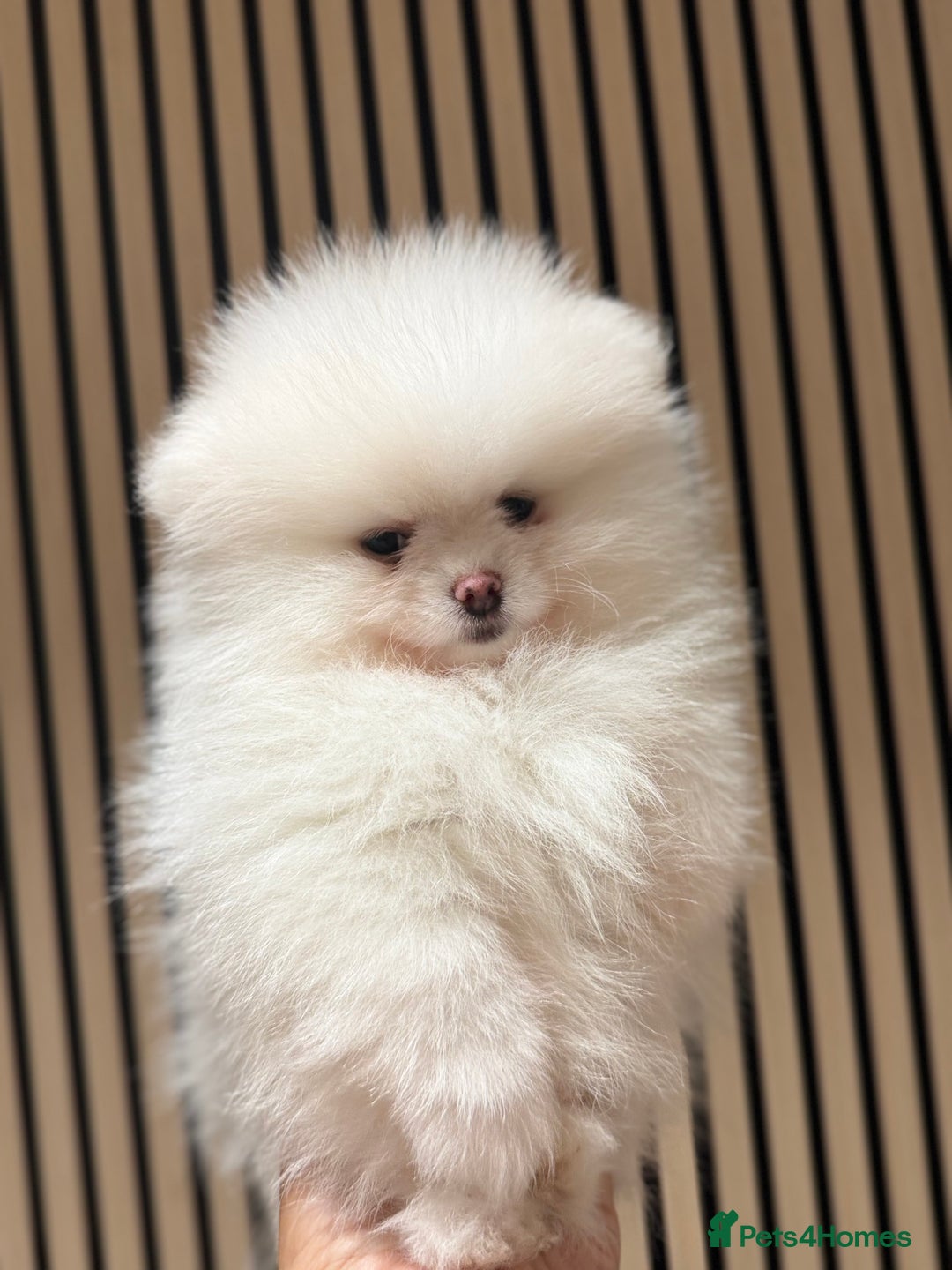 Pomeranian dogs for sale: Boy left! High quality KC reg from imported lines - Image 6