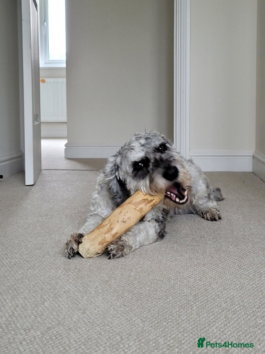 Cockapoo dogs for stud: Blue Merle F1B Miniature Cockapoo - West Midlands - Advert 7