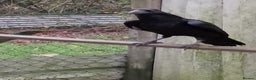 Mixed Breed birds for sale: Raven  - Advert 1