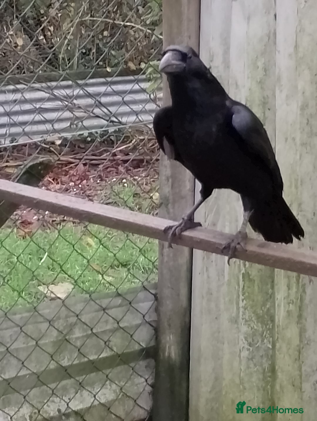 Mixed Breed birds for sale: Raven  - Advert 1