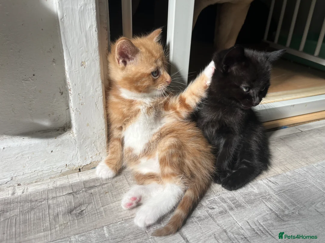 Mixed Breed cats for sale: Mixed breed kittens  - Advert 2