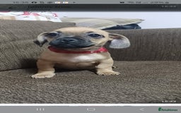 Mixed Breed dogs for sale: Dachshund X Pug - Image 11