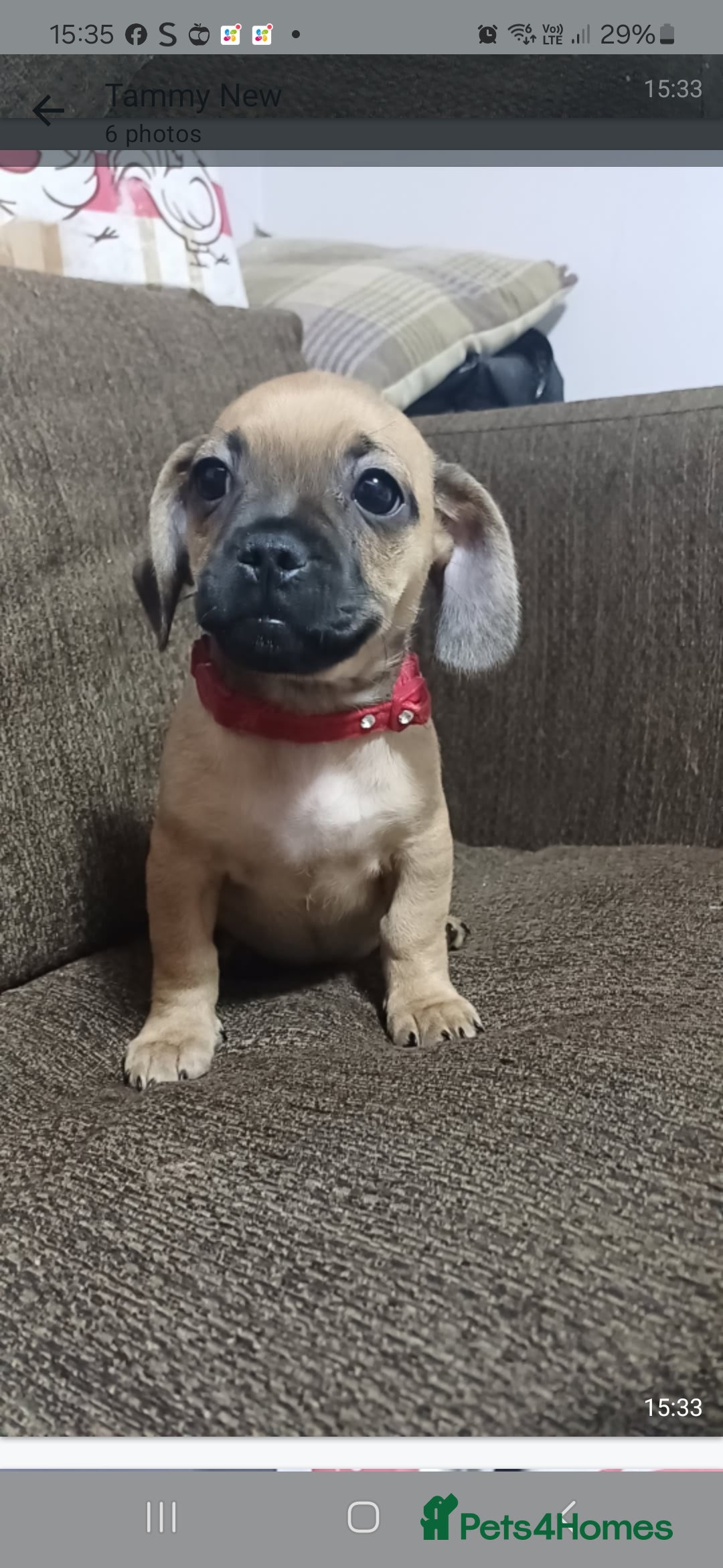 Mixed Breed dogs for sale: Dachshund X Pug - Image 11