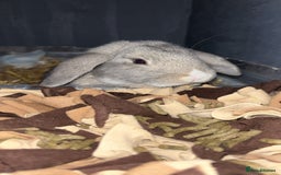 Mixed Breed rabbits for sale: Rufus and Teddy  - Advert 4