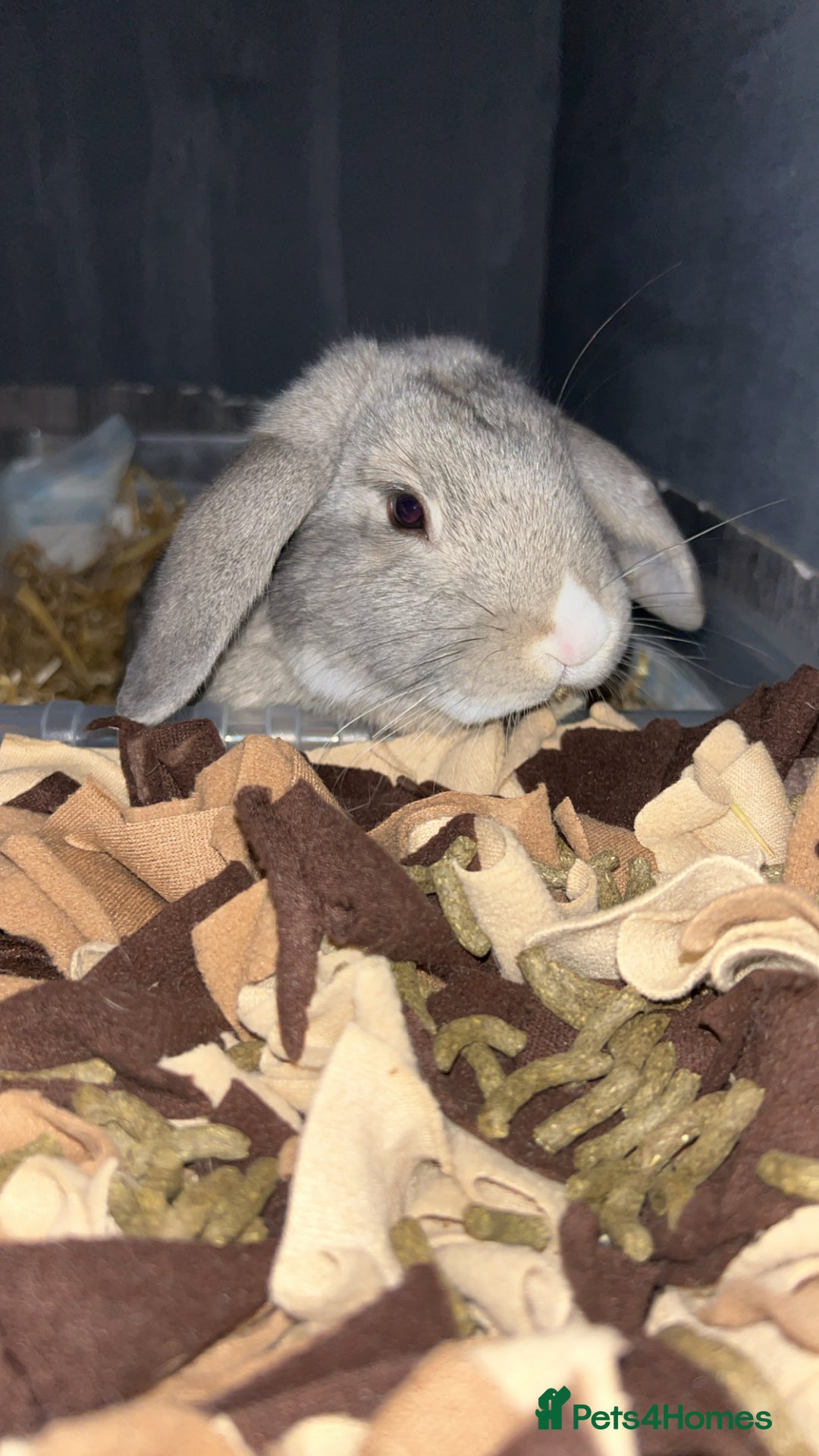 Mixed Breed rabbits for sale: Rufus and Teddy  - Advert 4