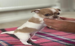 Chihuahua dogs for sale: 5⭐️licensed breeder! Gorgeous Girl ready 28/8❤️ - Image 2