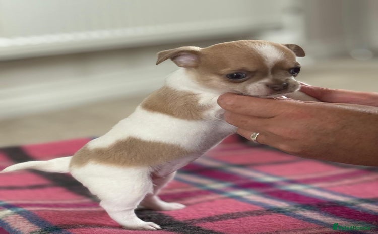 Chihuahua dogs - Advert 6