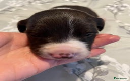 Mixed Breed dogs for sale: Sprollies - Image 23