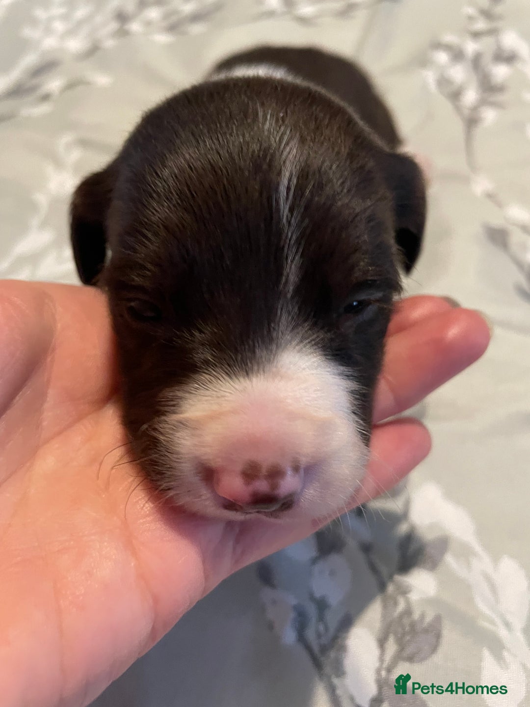 Mixed Breed dogs for sale: Sprollies - Image 23