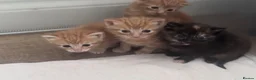 Domestic Shorthair cats for sale: Beautiful kittens  - Advert 4