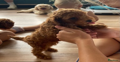 Toy Poodle dogs - Advert 1