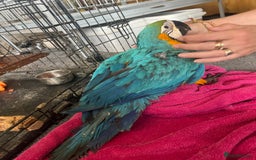 Macaws birds for sale: Hand reared blue & gold Macaw Chick - Image 29
