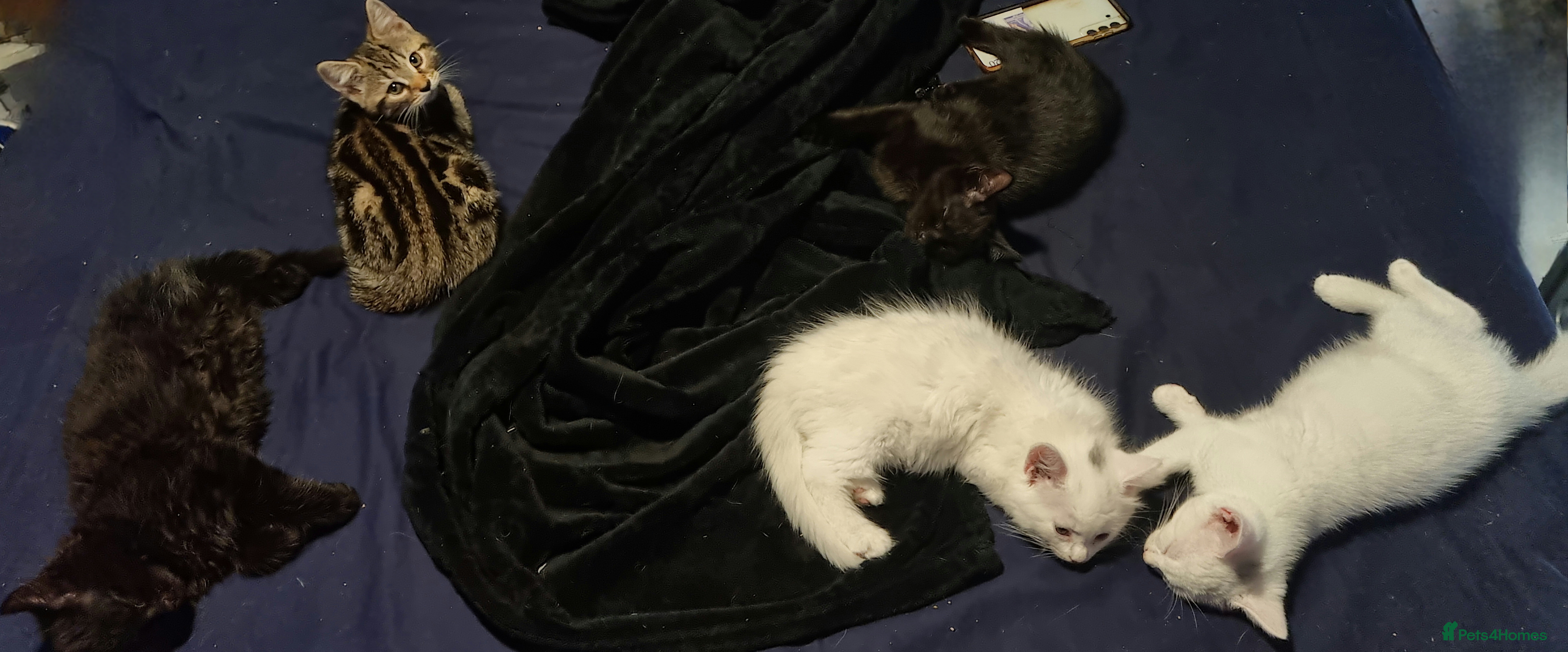 Mixed Breed cats 5 mixed breed 12 weeks kittens  - Advert 2