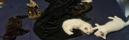 Mixed Breed cats for sale: 5 mixed breed 12 weeks kittens  - Advert 2