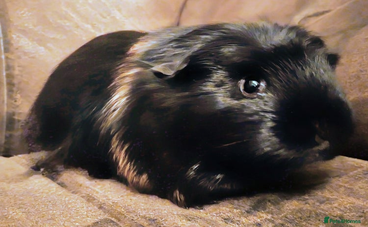 Guinea Pig rodents Gorgeous baby guinea pig - Advert 12