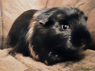 Guinea Pig rodents Gorgeous baby guinea pigs - Advert 13