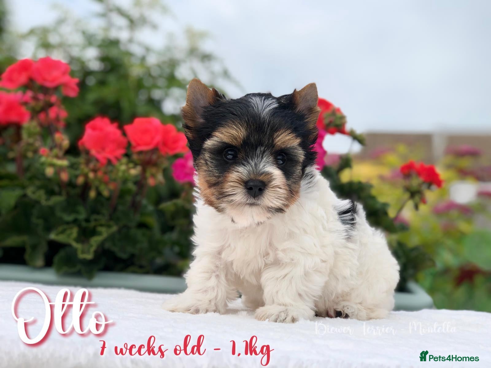 Biewer Terrier dogs for sale: One boy left Biewer Terriers! - Advert 5