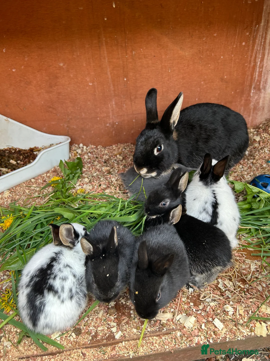 Mixed Breed rabbits for sale: Mini English Rex bunnies - Advert 1