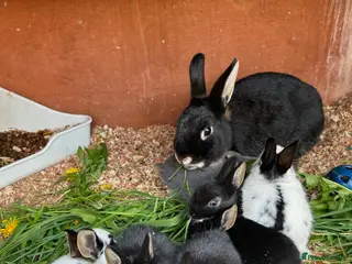 Mixed Breed rabbits Mini English Rex bunnies - Advert 7