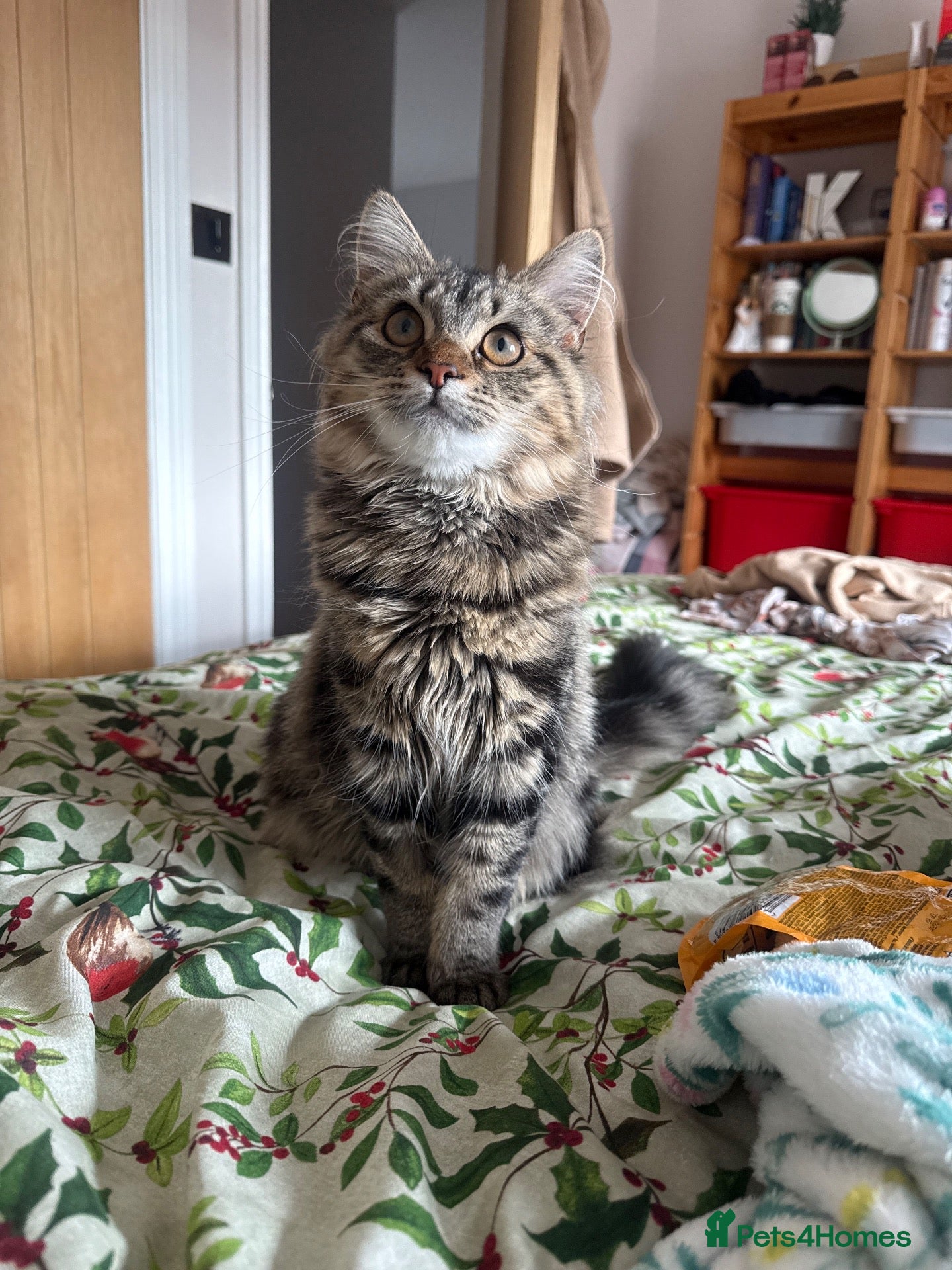 Mixed Breed cats Female tabby for sale - Advert 1