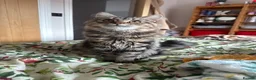 Mixed Breed cats for sale: Female tabby for sale - Advert 1