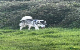 Siberian Husky dogs for stud: siberian husky for stud purebreed - Image 3