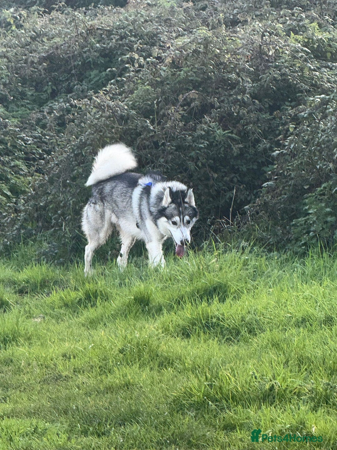 Siberian Husky dogs for stud: siberian husky for stud purebreed - Image 3