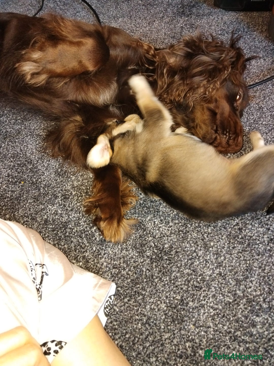 Mixed Breed dogs for sale: RARE!!!!! Siberian Cocker Puppy. - Advert 4